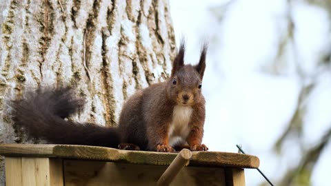 Squirrel's itchy dance with a tail-wagging moment