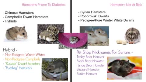 Diabetic diet for hamsters