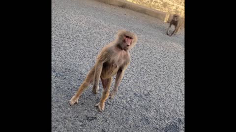 African apes going wild for food