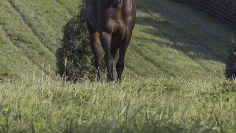 Friesian Horse 🐎