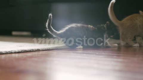 A kitten pounces on another kitten and they start wrestling (1)