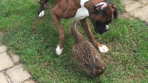 Dog and Duck Play Together Delightfully