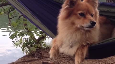 Dog swinging on hammock