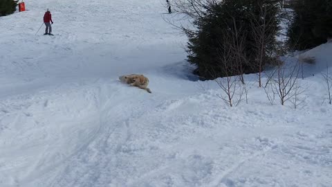 Golden Retriever Enjoys Sliding on Snow