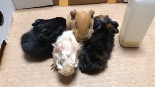 New Born Guinea Pigs