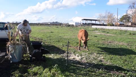 Maybelle Sugar Cane and Grass