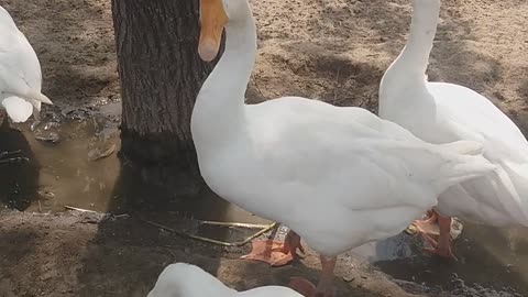 My lovely duck drinking water