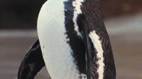 Beautiful penguin Video | Cute Birds Video