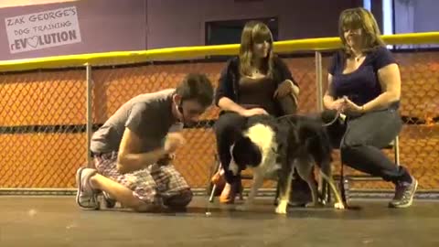 Dog training video