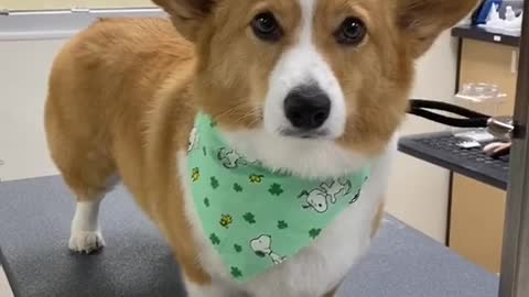 Corgi spa day! 🐶🐾