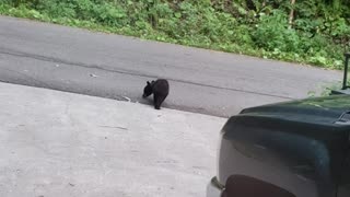 Bear Cubs Battle for Fun