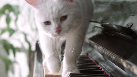 Cat playing a piano