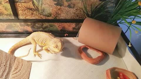 Bearded Dragon hunting Superworms