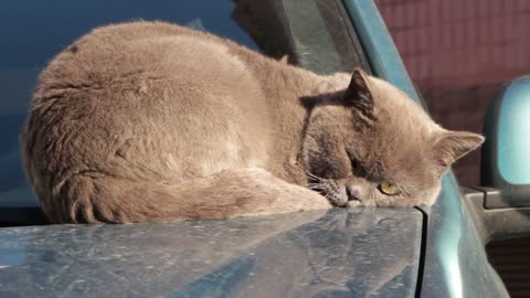 A cat Sleeping