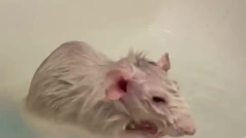 Rat takes a bath