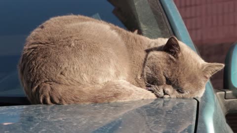 Adorable " The Laziest cat in the world"