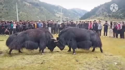 Animal Fights Yak