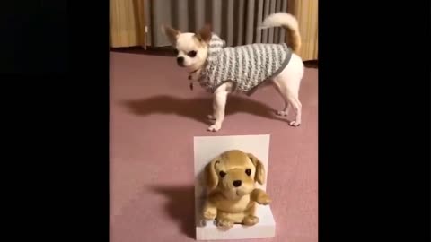 Adorable and funny pet videos. Try not to laugh