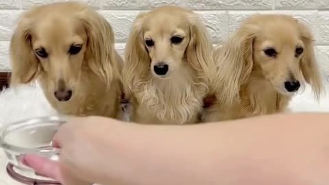 Watch: Dogs Wait Patiently for Their Meat—Veggies, Not So Much! 🍖🐕‍🦺