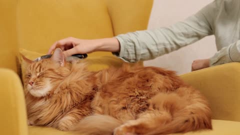 cat cutting hair