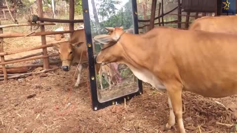 Mirror Prank Funny Dog, Cow, Monkey, 🐶 , 🐮, 🐵 5starfun