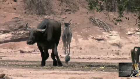 Animal world lawa of jungle full documentary