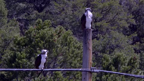 Osprey Lands in Nest