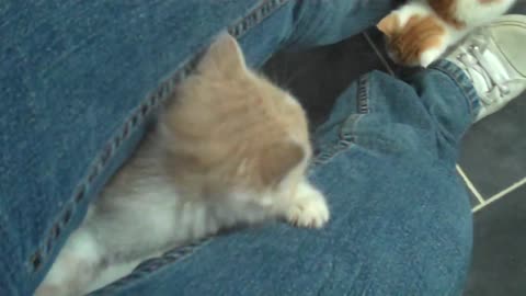 Cute cat climbs a leg, #kitten,