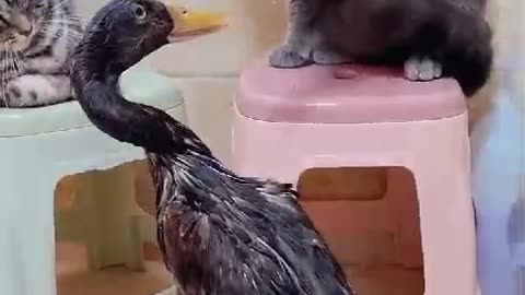 Duck_CAT Fight