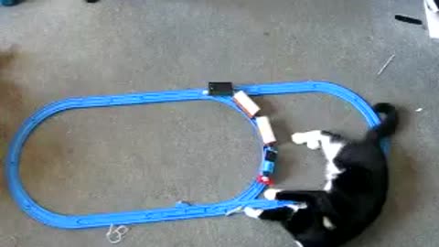 Cute cat derailed thomas the tank engine