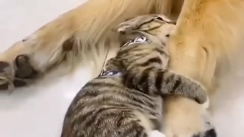 dog and cat playing on the floor