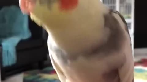 Super Cute And Funny Parrots