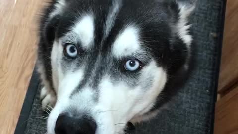 Wife’s husky