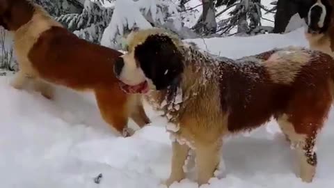 Watch These Adorable Dogs Run and Play in the Snow - Cute Dog Snow Day Compilation