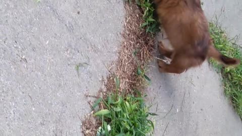 Cute Red Dachshund Puppy Playing Outside