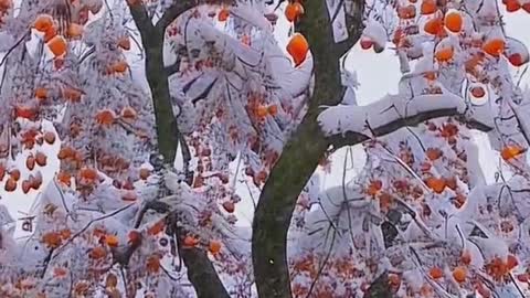 Beautiful persimmons in the snow