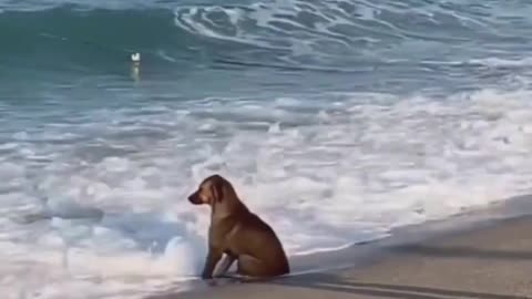 Dog on Seashore