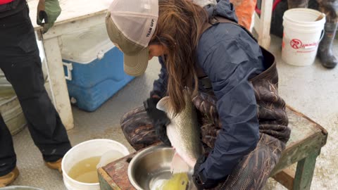 Harvesting and Hatching Walleye Eggs