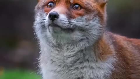 The Surprising World of Domesticated Red Foxes