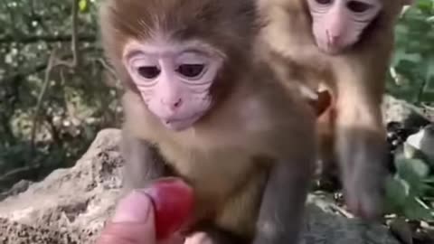 Sweet baby animals