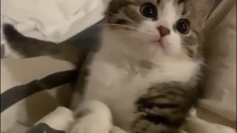 Cute pet cat😻😻