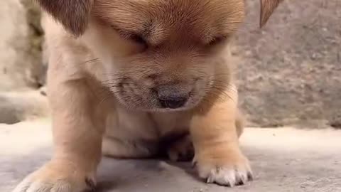 Adorable Puppy Keeps Falling Asleep ~ Funny & Cute Animal Video