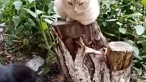 Two Adorable Kittens Having a Playful Adventure!