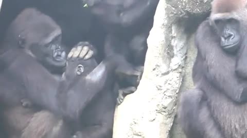 gorilla and there family