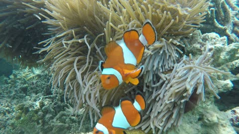 clown fish in the waters of Gili Terawangan