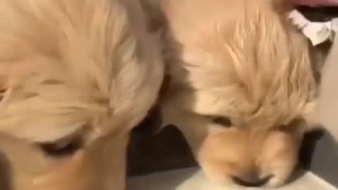 Puppies drinking milk