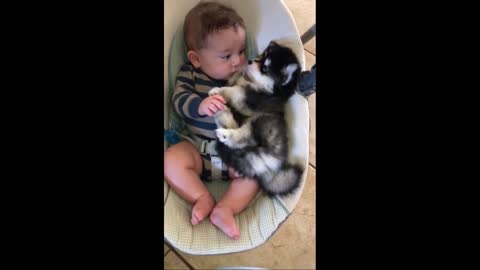 Adorable Baby Cuddles With Husky Puppy in Rocker