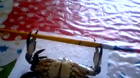 Crab Doing a Barbell Workout to Fault