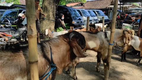 Review harga kambing di pasar