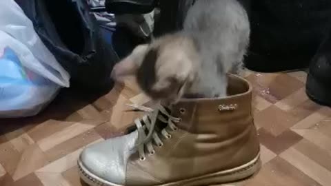 My little cat ,Little Shoe killer